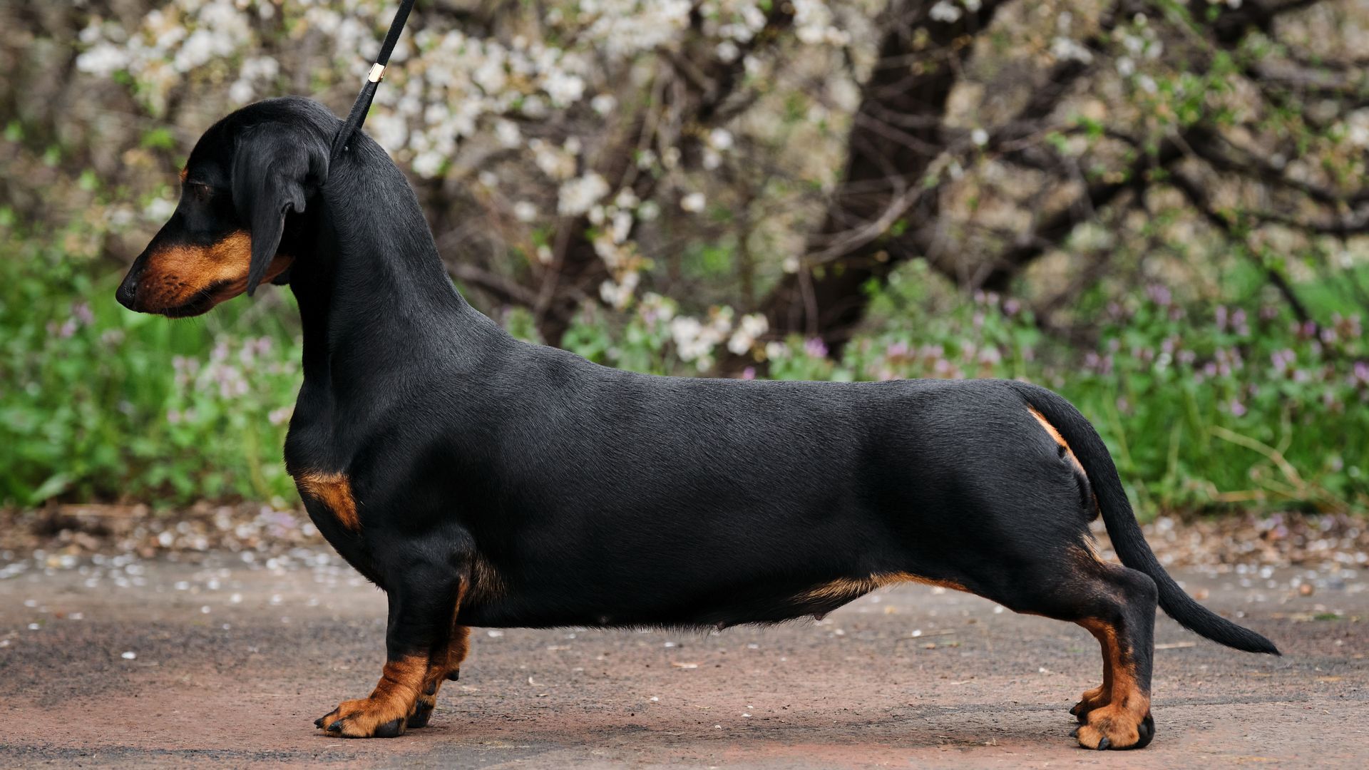 Dachshund (Miniature Smooth Haired)